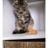 SmartyKat Chickadee Chirp Electronic Sound Catnip Cat Toy 39334-99917-024 767890