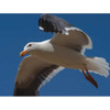 Bird-X Bird Repeller, Electronic, 120dB, 20W BB-PRO