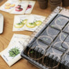 Jiffy 22 In. W. x 11 In. L. Seed Starter Greenhouse Dome TDOME 732814