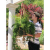 Primitive Planters Assorted Macrame & Natural Jute Plant Hanger Display 1746 713362
