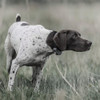 SportDOG Brand SportHunter X-Series 825 SD-825X 750179