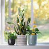 Safer Home Houseplant Sticky Stake Insect Traps (8-Pack) SH5026 723583