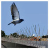 Bird-B-Gone 5 In. x 50 Ft. Stainless Steel Bird Repelling Spikes MM2001-5-20 754175