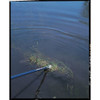 28 in Aluminum Aquatic Weed Eradicator, 184 Tines, 132 in L Aluminum Handle  87028GR