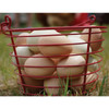 Stromberg's Large Red Egg Basket PP006 750452
