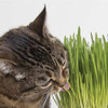SmartyKat Sweet Greens 1 Oz. Organic Oat Grass Cat Grass Grow Kit 09700-99907-024 728605