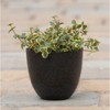 Novelty 11 In. Onyx Bola Planter 17119 719104