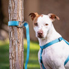 Nite Ize SlideLock Pet S-Biner SBLL4-11-R6 744525