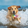 Nite Ize SpotLit Disc-O Tech Splash Waterproof Rechargeable Collar Light PSLSR-07S-R3 749992