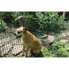 Tenax 4 Ft. H. x 50 Ft. L. High-Density Polyethylene Garden Fence, Green 2A140093 707213