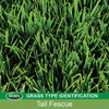 PatchMaster 4.75# Fescue Patchmstr 14900 714365