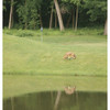 Bird-X Coyote Decoy,16 in H,Brown-White COYOTE 3-D