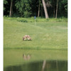 Bird-X Coyote Decoy,16 in H,Brown-White COYOTE 3-D