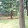 Deer Fence, 7-1-2 FT. X 100 FT., Black, Mesh Size 1.77" X 1.97"  60100109