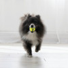 Air Kong Squeaky Extra Small Ball for Toy Breeds Only (3-Pack) KO-AST5 812598