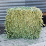 Standlee Premium Western Forage 50 Lb. Premium Alfalfa Grab & Go Compressed Bale 1100-20021-0-0 763635