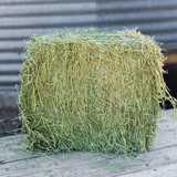 Standlee Premium Western Forage 50 Lb. Premium Timothy Grab & Go Compressed Bale 1200-20021-0-0 767824