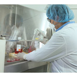 Ansell Disposable Gloves,Polyiso,7-1-2,PK200 83-500
