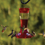 More Birds Garnet 20 Oz. Glass Hummingbird Feeder