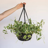 Bloem Dura Cotta 12 In. Plastic Black Hanging Plant Basket