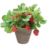 TotalGreen Holland Strawberry Grow Kit