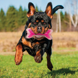 Nerf Dog