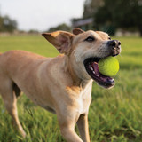 Nerf Dog