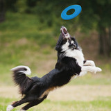 Nerf Dog