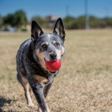 Kong Medium/Large Dog Ball