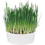 SmartyKat Sweet Greens 1 Oz. Organic Oat Grass Cat Grass Grow Kit 09700-99907-024 728605