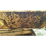 Harvest Lane Honey Deep Beehive, 5 Frames