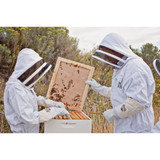 Harvest Lane Honey 16-1/4 In. W. x 2 In. H. x 22 In. L. Wood 10-Frame Beehive Inner Cover