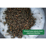 Rescue Plastic Japanese Beetle Trap Refill JBTR-DB12 Pack of 12 731281