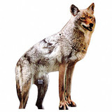 Bird-X Coyote Decoy,20 in H,Brown/White  COYOTE