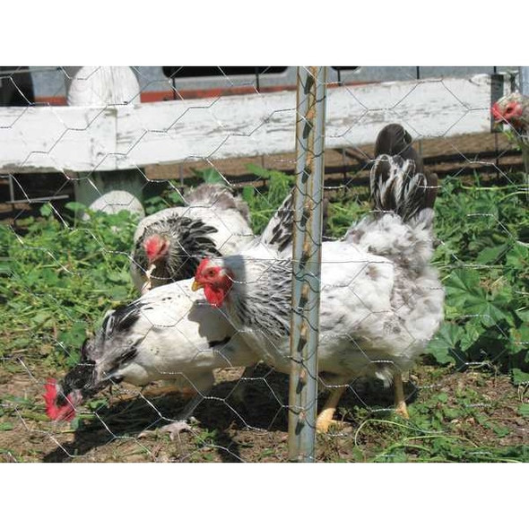 Manufacturer Varies Poultry Netting,Height 24 In, 50 Ft. 4LVF7