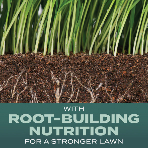 2.4# Tb Denseshade Seed