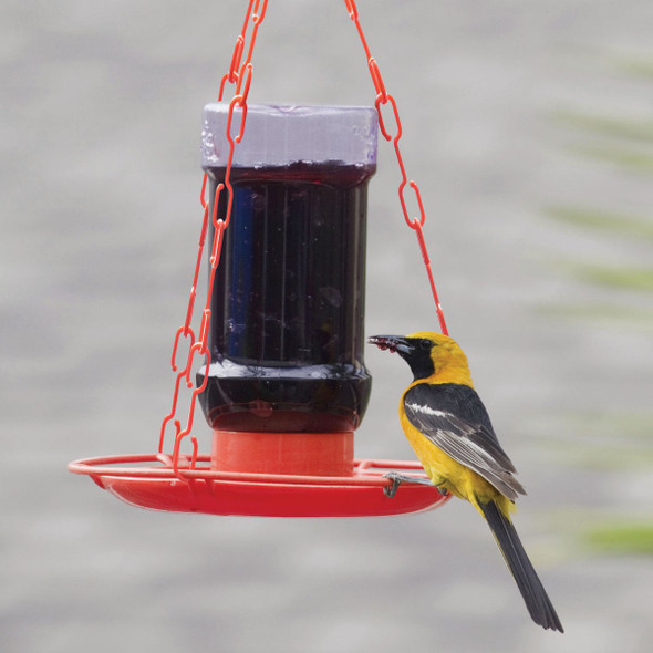 Perky-Pet 32 Oz. Plastic Jelly Jar Oriole Feeder 253 743966