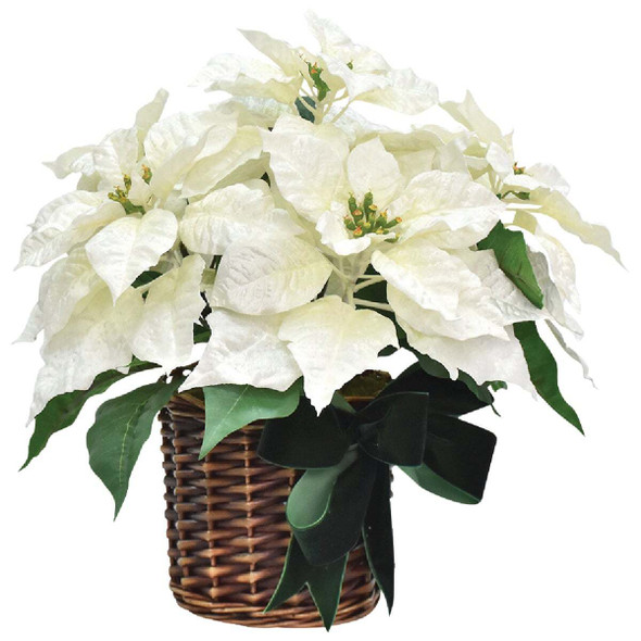 16 In. Winter White Poinsettia with Green Velvet Bow XA201982B Pack of 4