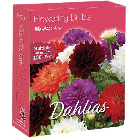 TotalGreen Holland Flower Bulbs & Perennials Display SQA-048 Pack of 48