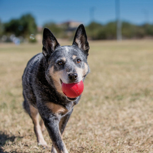 Kong Medium-Large Dog Ball KO-KB1 730542