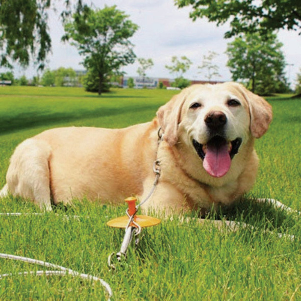 Boss Pet Guardian Gear XL Dog Stake & Tie-Out Combo, 30 Ft.