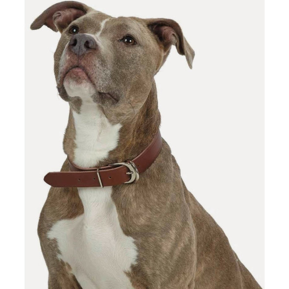 Boss Pet Guardian Gear 1 In. x 16 to 19 In. Leather Hunting Dog Collar