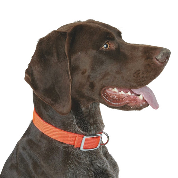 Boss Pet Guardian Gear 1 In. x 16 to 19 In. Nylon Hunting Dog Collar