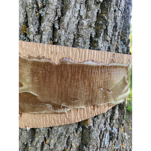 Tanglefoot Tree 15 Oz. Insect Barrier TF10016 707488