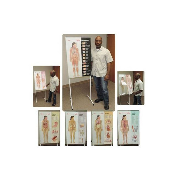 United Scientific See-Through Sally(Tm) Human Anatomy Disp SEETHS1