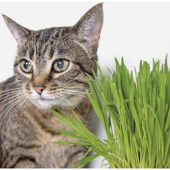 SmartyKat Sweet Greens 1 Oz. Organic Oat Grass Cat Grass Grow Kit 09700-99907-024 728605