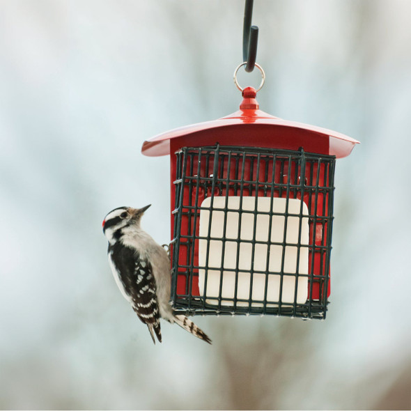 Panacea Double Metal Suet Bird Feeder 24198 805861