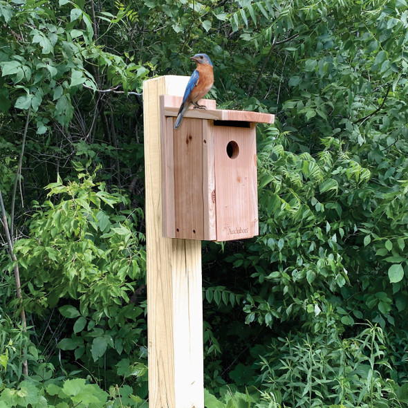 Panacea Cedar Bluebird House 24225 855433