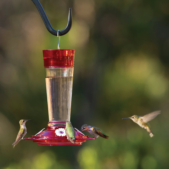 More Birds Ruby 10 Oz. Glass Hummingbird Feeder More Birds Ruby 10 Oz. Glass Hummingbird Feeder