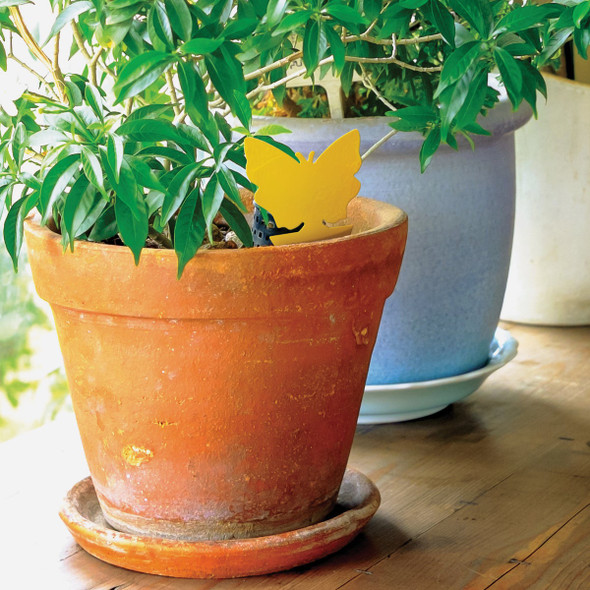 Intruder The Better Bugtrap for Plants Disposable Indoor/Outdoor Insect Trap (10-Pack) Intruder The Better Bugtrap for Plants Disposable Indoor/Outdoor Insect Trap (10-Pack)